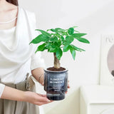 ClearBloom | Plantekrukke Minimalistisk - Transparent Selvvandende Design