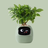 NordicGrow | Plantekasse Moderne - Smart Selvvandende Design