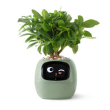 NordicGrow | Plantekasse Moderne - Smart Selvvandende Design