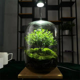 NordicTerrra | Plantekasse Minimalistisk - Glas Terrarium Mikro Landskab