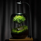 NordicTerrra | Plantekasse Minimalistisk - Glas Terrarium Mikro Landskab