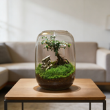 NordicTerrra | Plantekasse Minimalistisk - Glas Terrarium Mikro Landskab