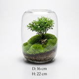 NordicTerrra | Plantekasse Minimalistisk - Glas Terrarium Mikro Landskab