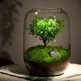 NordicTerrra | Plantekasse Minimalistisk - Glas Terrarium Mikro Landskab